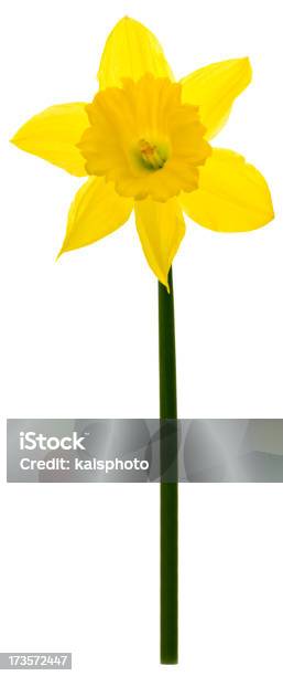 Single Daffodil Stockfoto und mehr Bilder von Blume - Blume, Blüte, Einzelne Blume