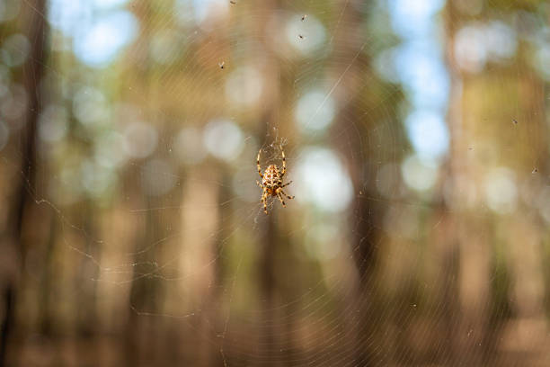Garden spider female waits for her prey on a web in a pine forest at background. Selective focus. Araneus diadematus. Cross Orbweaver. Cross Spider.