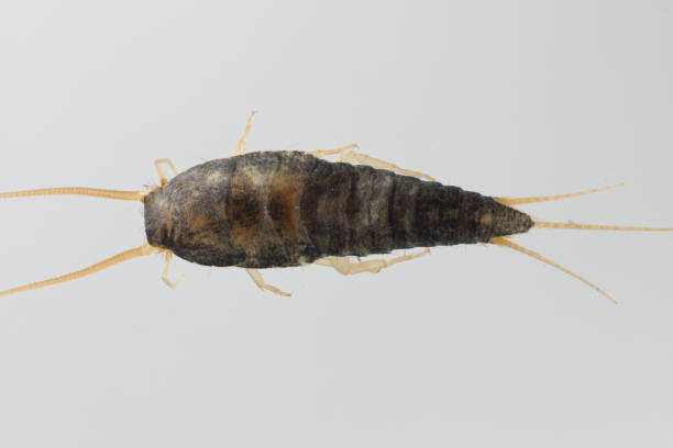 istock Silverfish (Lepisma saccharina), adult. Isolated on a gray background. Top view. 1735726436