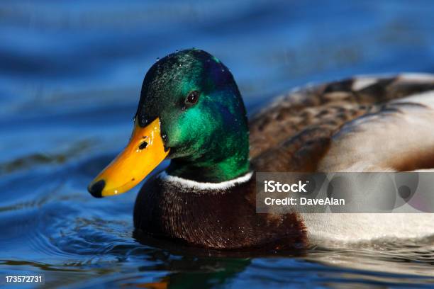 Mallard Stock Photo - Download Image Now - Animal, Beak, Bird