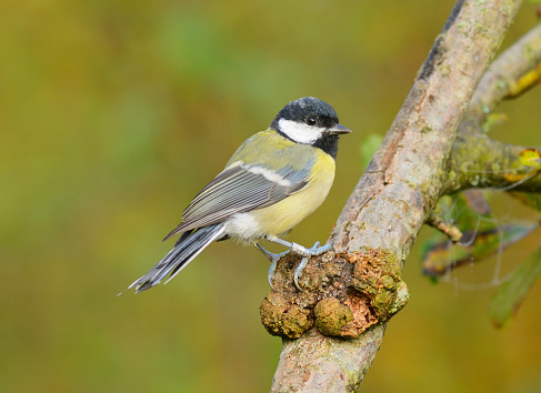 Great tit (Parus major) drinking water with bright yellow colored background