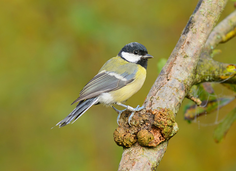 Great Tit, Bird, Springtime, Branch - Plant Part