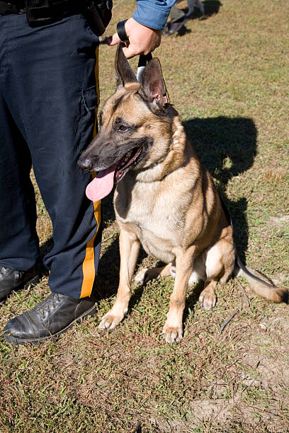 istock Police Dog Handler with Trained German Shepherd Sitting 173572927