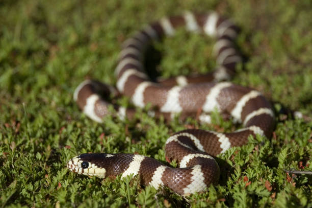 istock California Kingsnake 173572950