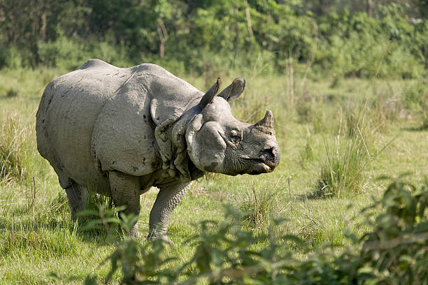 Indian Rhino bull A male Indian Rhino grazing on a field in the outskirts of the Chitwan National Park in southern Nepal chitwan national park photos stock pictures, royalty-free photos & images