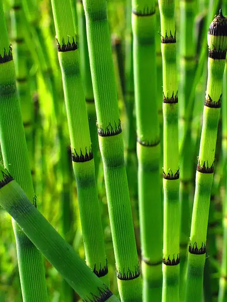 Common scouring rush (snakegrass) close-up