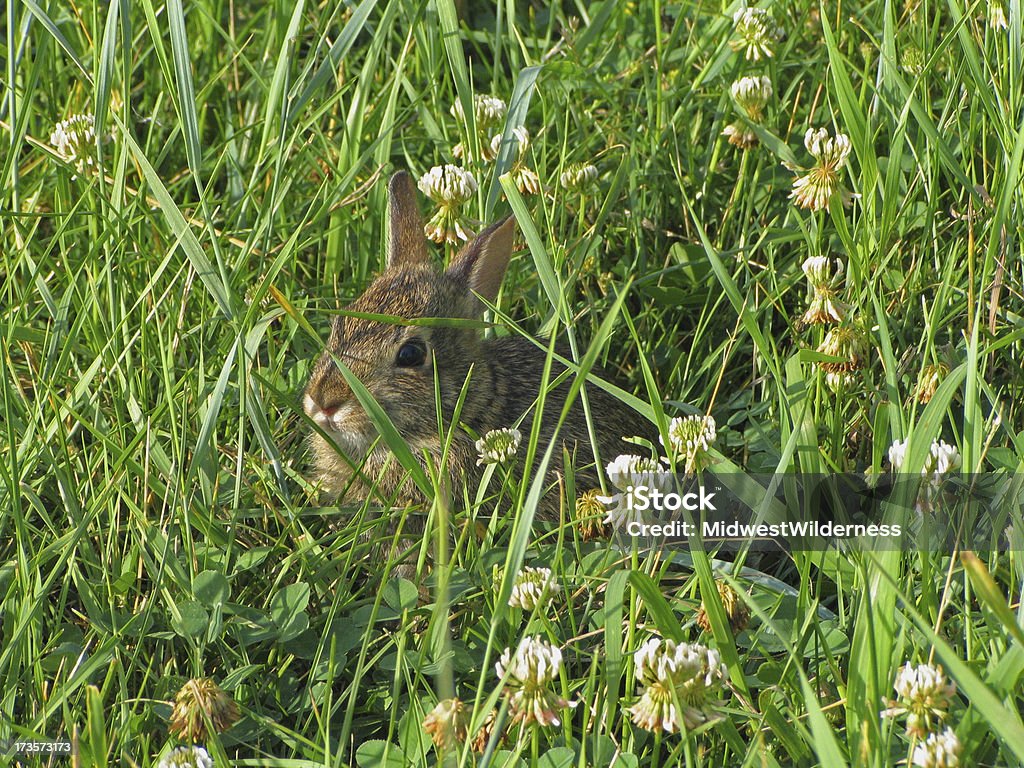 Baby Bunny Verstecken - Lizenzfrei Baumwollschwanzkaninchen Stock-Foto