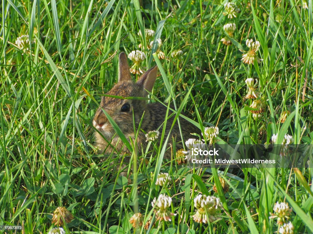 Bebê Coelhinho Ocultar - Royalty-free Animal Foto de stock