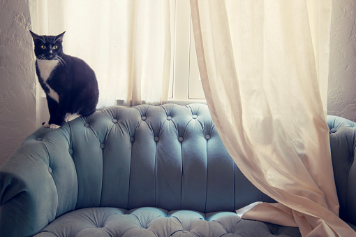 cat at sofa