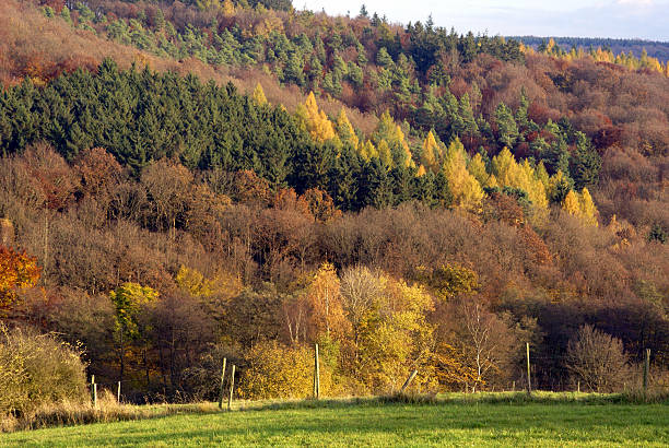 bosque en otoño de colorear - herbstwald fotografías e imágenes de stock