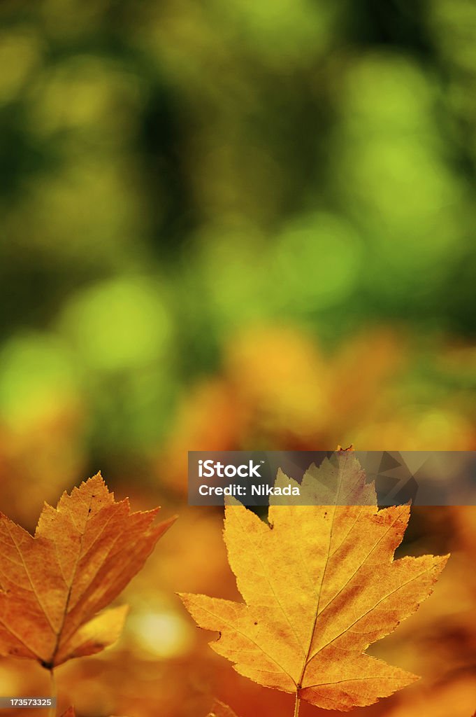 Feuilles dans la forêt - Photo de Arbre libre de droits