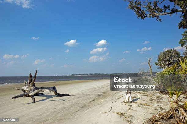 Photo libre de droit de Bois Flotté La Plage De Lîle De Jekyll En Géorgie banque d'images et plus d'images libres de droit de Bois flotté