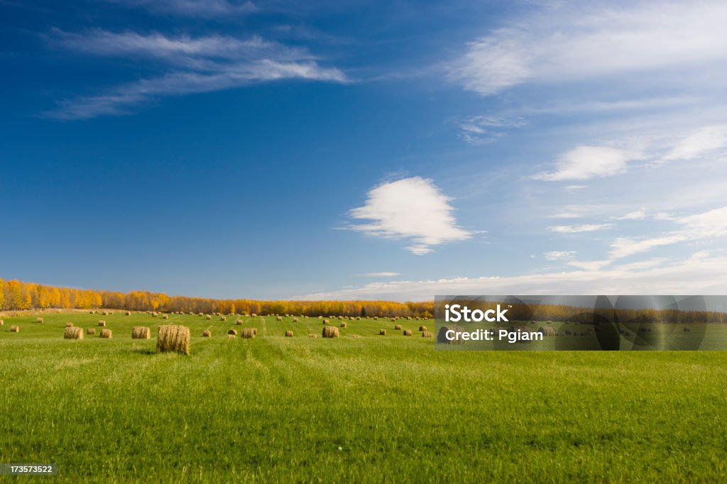 Bales de heno en una granja - Foto de stock de Agricultura libre de derechos