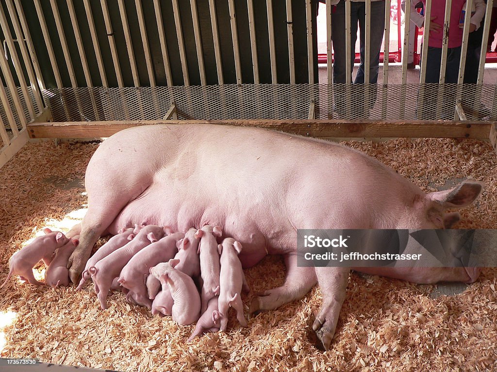 Momma 돼지 - 로열티 프리 돼지 새끼 스톡 사진