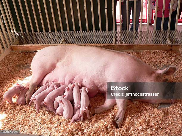 Momma 돼지 돼지 새끼에 대한 스톡 사진 및 기타 이미지 - 돼지 새끼, Sow - Pig, 젖먹이