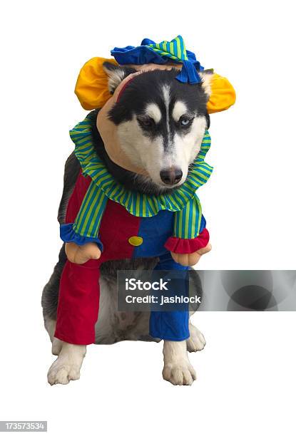 Clown Dog Stock Photo - Download Image Now - Dog Suit, Dog, Circus