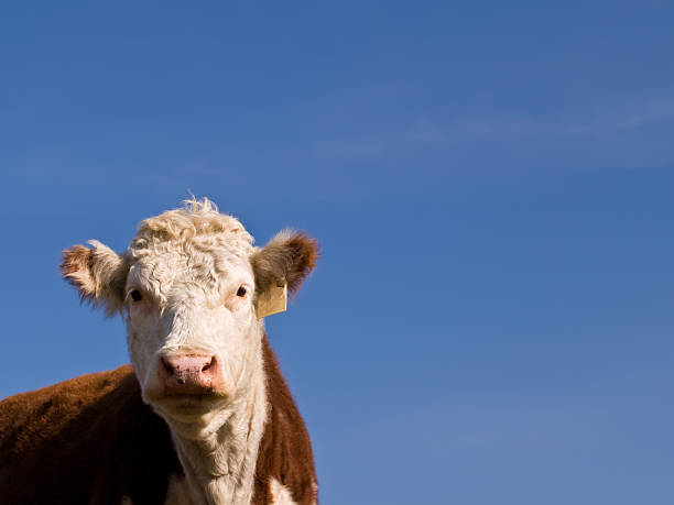 istock Hereford Cow and Blue Sky 173573599