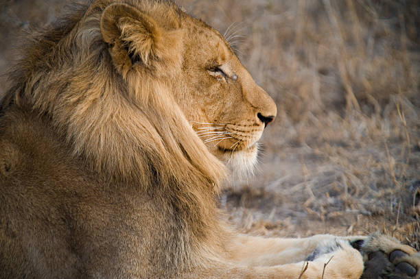 wildlife in the south african bush, krueger national park