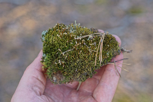 hand holding a piece of green moss outdoors in nature