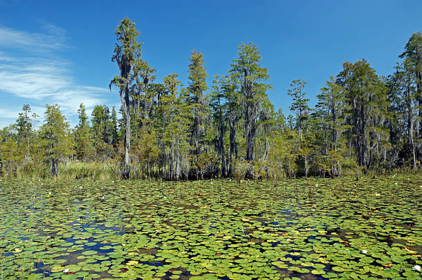 Okefenokee Swamp National Wildlife Refuge