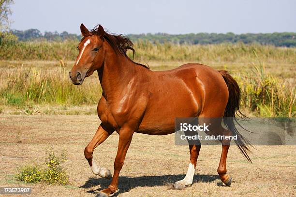 Brown Horse Stock Photo - Download Image Now - Animal, Chestnut - Horse Color, Color Image