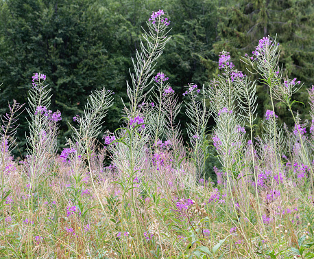Purple loosestrife flowers on a meadow in summer, panoramic view