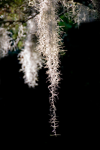 A section of Spanish Moss hanging from a tropical cedar tree. A black background for copy space.