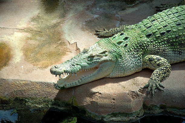 Coccodrillo a riposo - foto stock