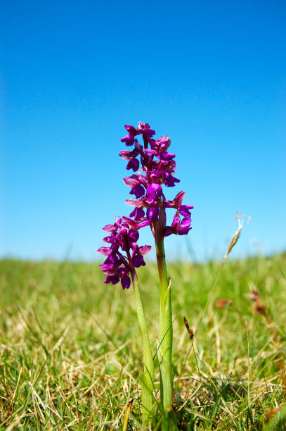 Fiore di orchidea - foto stock