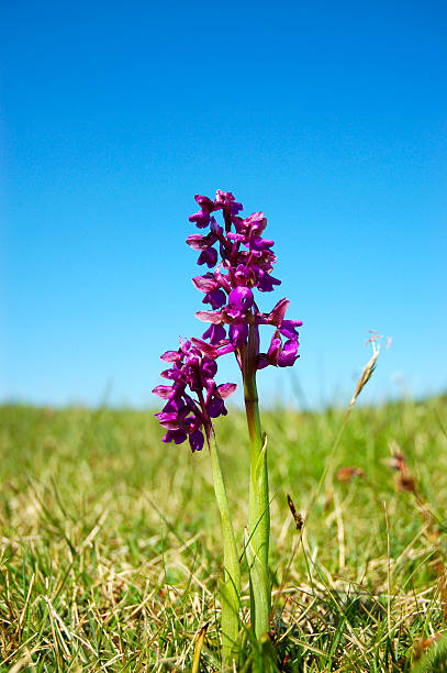 Orquídea - foto de acervo