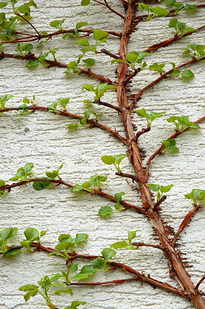 Uva vite su parete di casa - foto stock