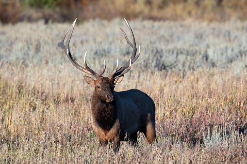Bull Elk in natural setting