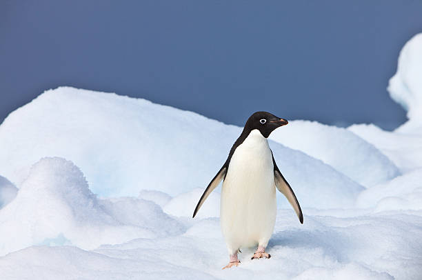 istock Adelie Penguin, Paulet Island Antarctica 173574413