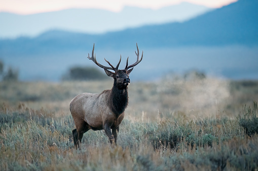 Bull Elk in natural setting