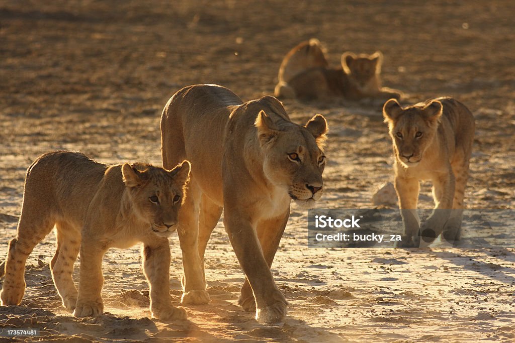 雌ライオンと 2 つの若いでカブズの背景 - アフリカのロイヤリティフリーストックフォト