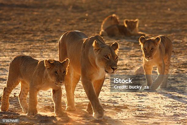 雌ライオンと 2 つの若いでカブズの背景 - アフリカのストックフォトや画像を多数ご用意 - アフリカ, エコツーリズム, サファリ動物
