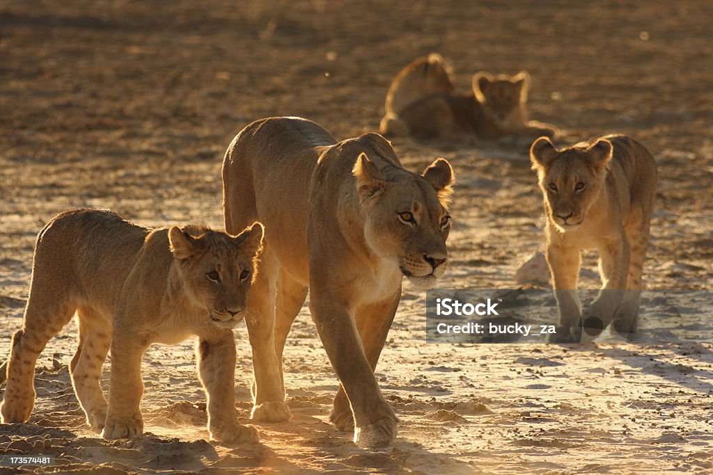 Львица и два cubs с молодыми в фоне - Стоковые фото Африка роялти-фри