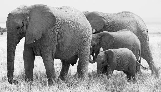 istock black & white elephant family 173574512