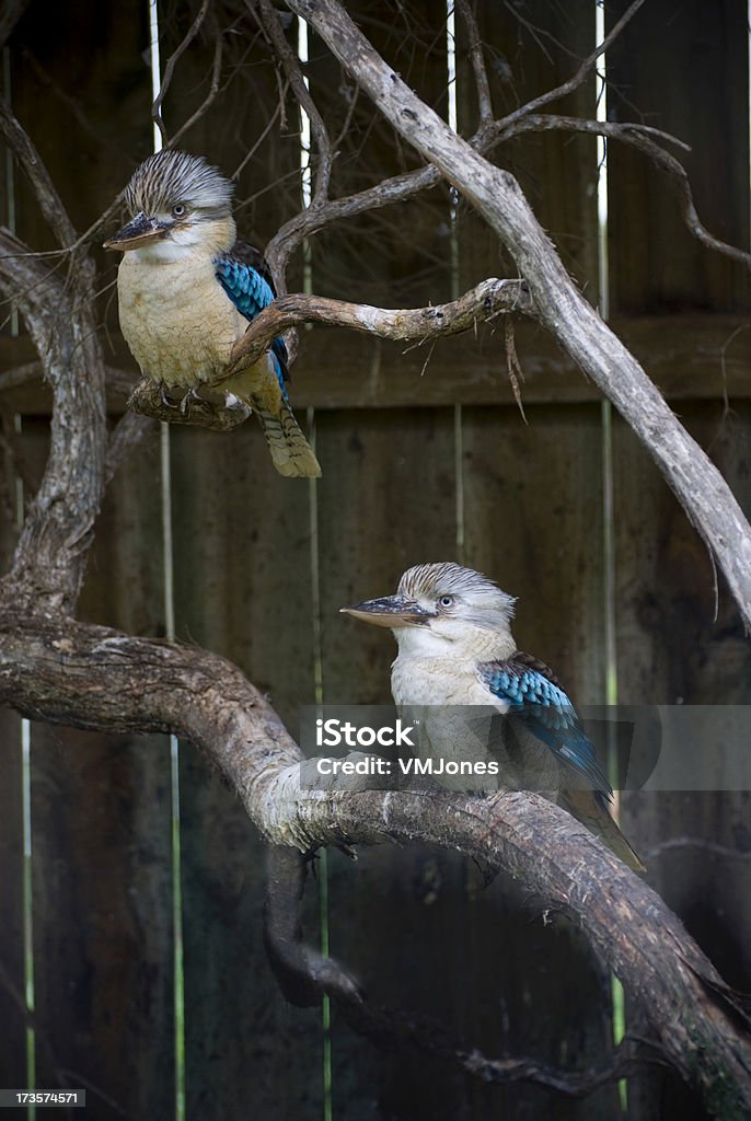 Голубые крылья Кукабара - Стоковые фото Blue Winged Kookaburra роялти-фри