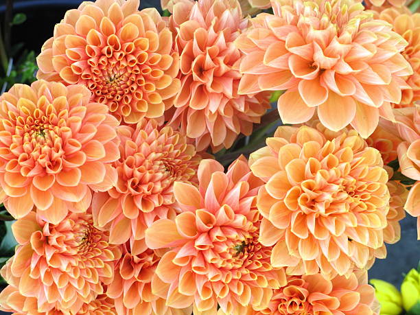 istock Mums Flowers Orange Close Up 173574597