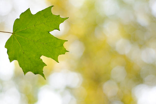 Green Leaf Background stock photo