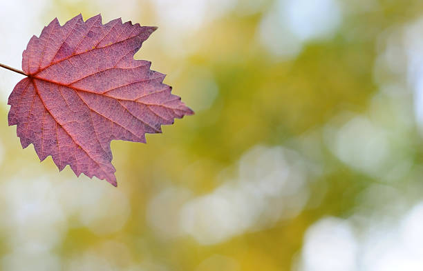 Red Leaf Background stock photo