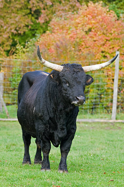 primigenius aurochs （bos ） - texas longhorn cattle horned bull long ストックフォトと画像