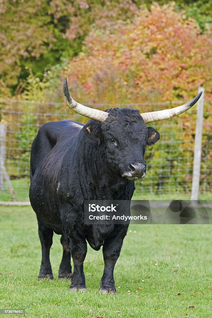 Aurochs (Bos Primigenius) The offspring of the aurochs. RAW-file developed with Adobe Lightroom. Animal Stock Photo