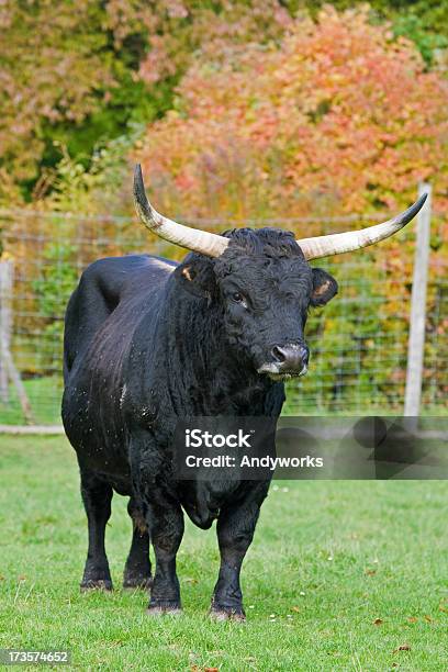 Aurochs Bos Primigenius - Fotografias de stock e mais imagens de Animal - Animal, Animal macho, Ao Ar Livre