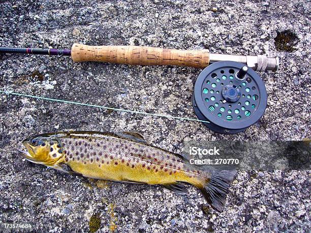 Photo libre de droit de Vol En Courbe Avec Irlandais Truite Brune Pêchés Dans Le Lac banque d'images et plus d'images libres de droit de Prise de pêche