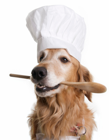 A handsome golden retriever is wearing a chef's hat and holding a wooden spoon in his mouth.For more Dog Photos from my portfolio click here