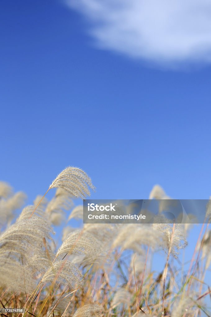 Himmel und Gras "Reeds" - Lizenzfrei Biegung Stock-Foto