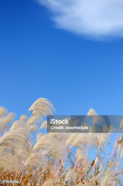 Photo libre de droit de Ciel Et Herbe Reeds banque d'images et plus d'images libres de droit de Automne - Automne, Bleu, Champ