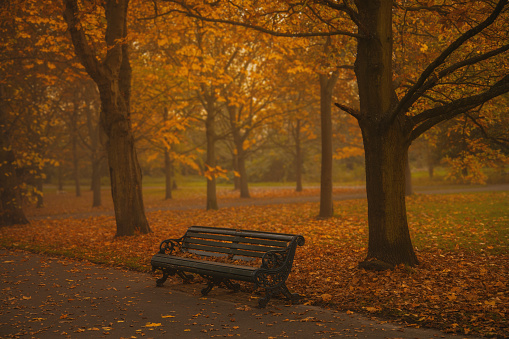 A golden, autumnal scene captured along Regent's Park Broad Walk in London. The photograph reveals a picturesque carpet of golden leaves, forming a path through a tree-lined avenue. In the diminishing perspective, a pair of near-silhouetted individuals strolls away from the camera, immersed in the beauty of the season. The image is intentionally focused on the mid-ground, with the extreme foreground and background subtly blurred, highlighting the tranquility of the moment. An empty park bench adds to the serenity of this autumnal setting.